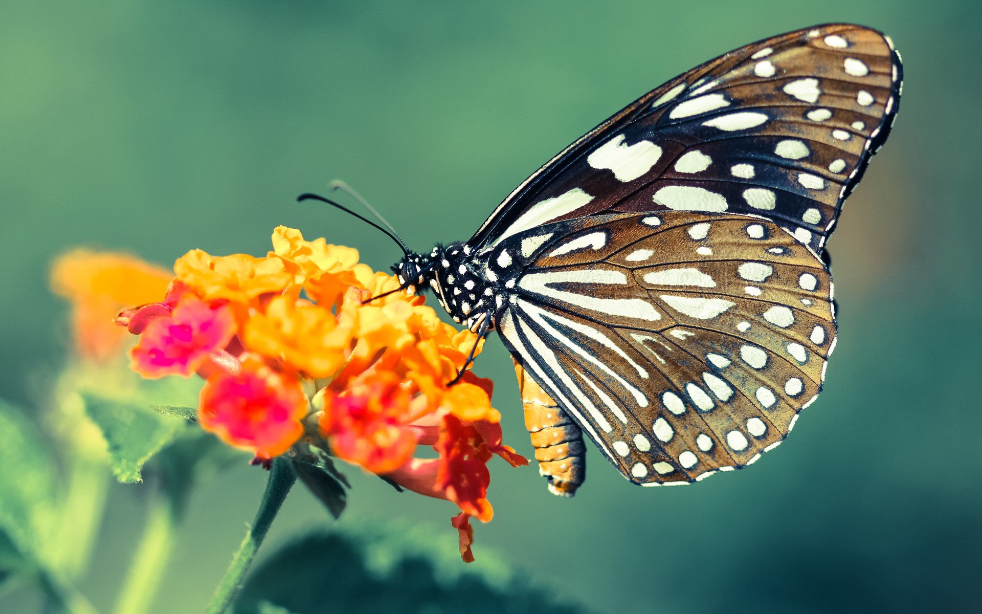 _爵士攻防两端振奋人心,战绩持续上涨_,爵士rnb