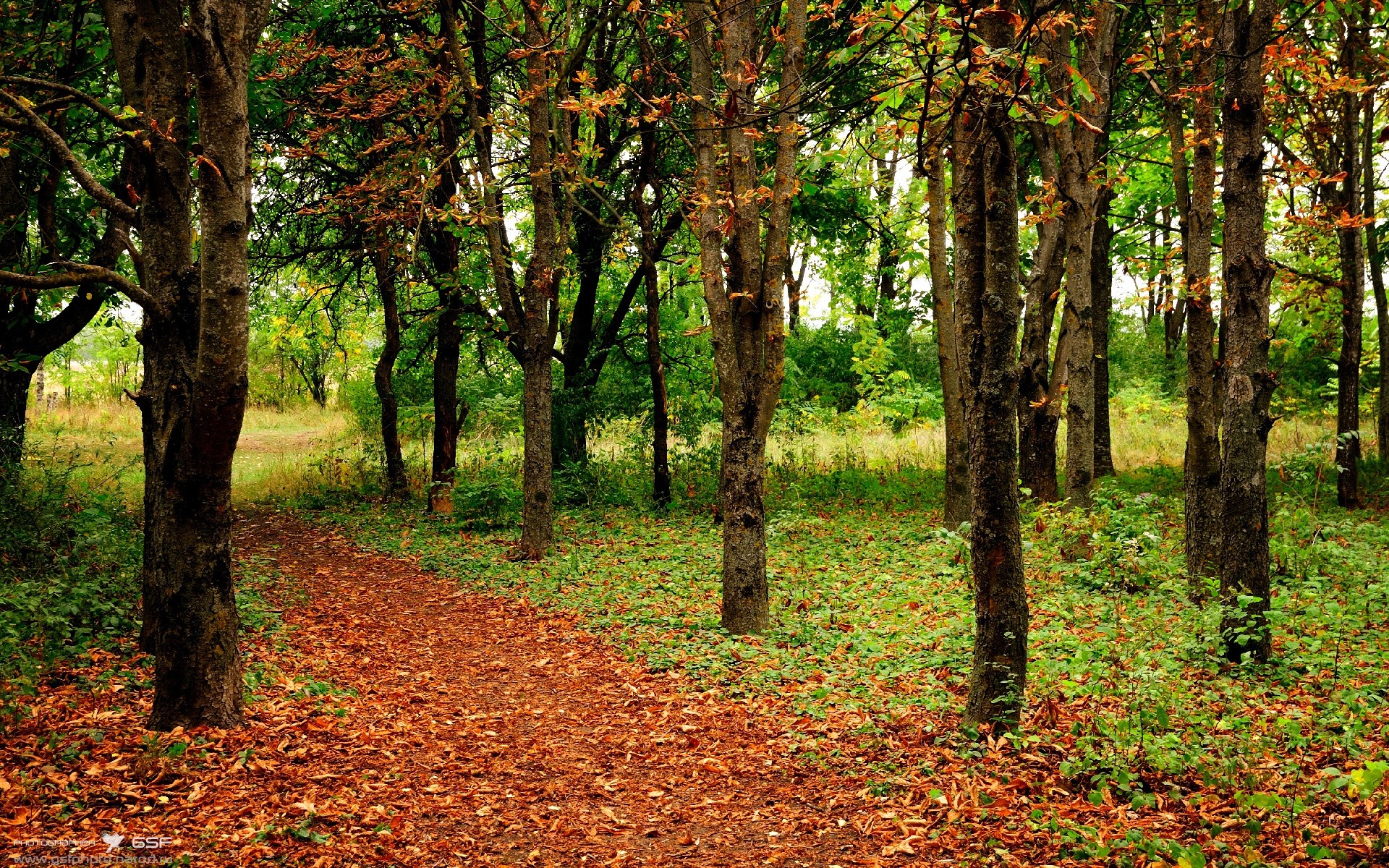 从小众到国际巨星:欧冠新星的崛起史,欧冠 球星
