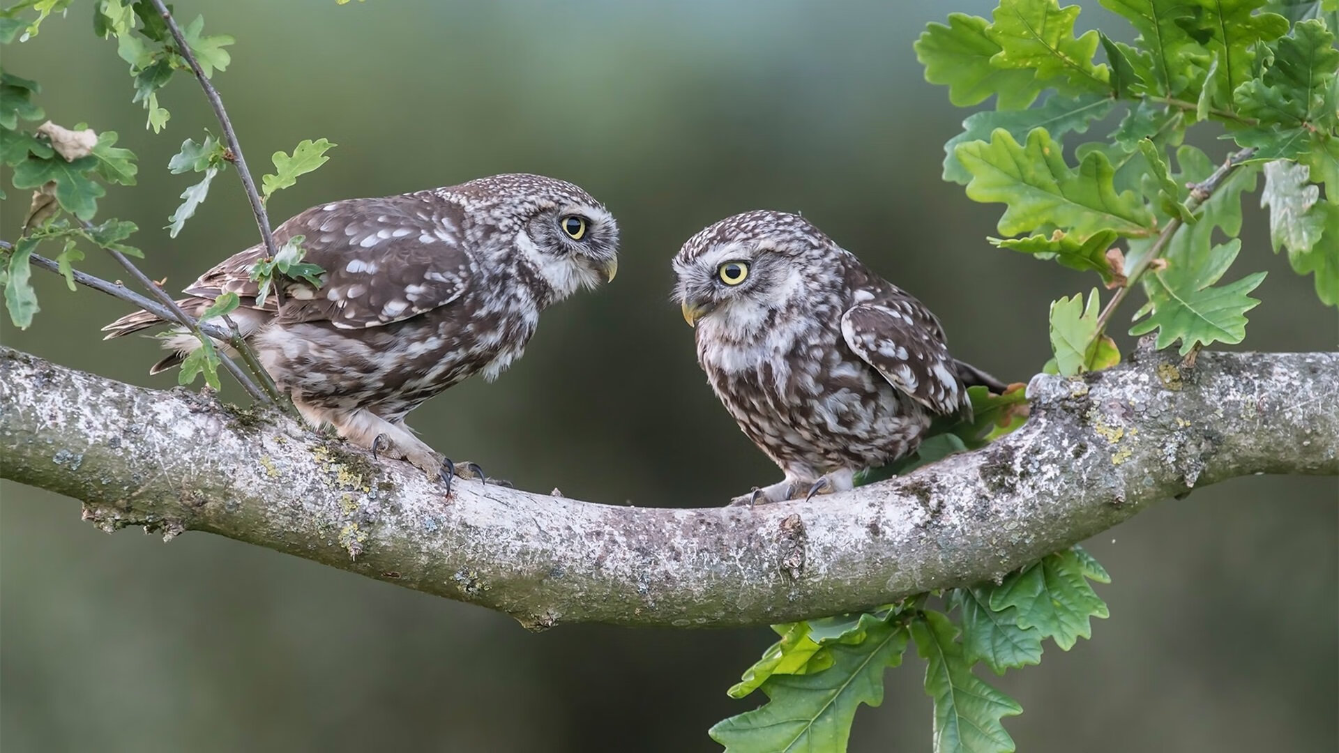 最后一秒奇迹！王强冷静投中三分，助队险胜！，王强1968