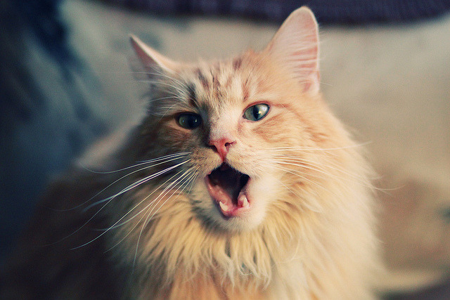 法甲比赛夜场高潮不断,精彩进球与扑救成最大看点,法甲比赛时间一般几点