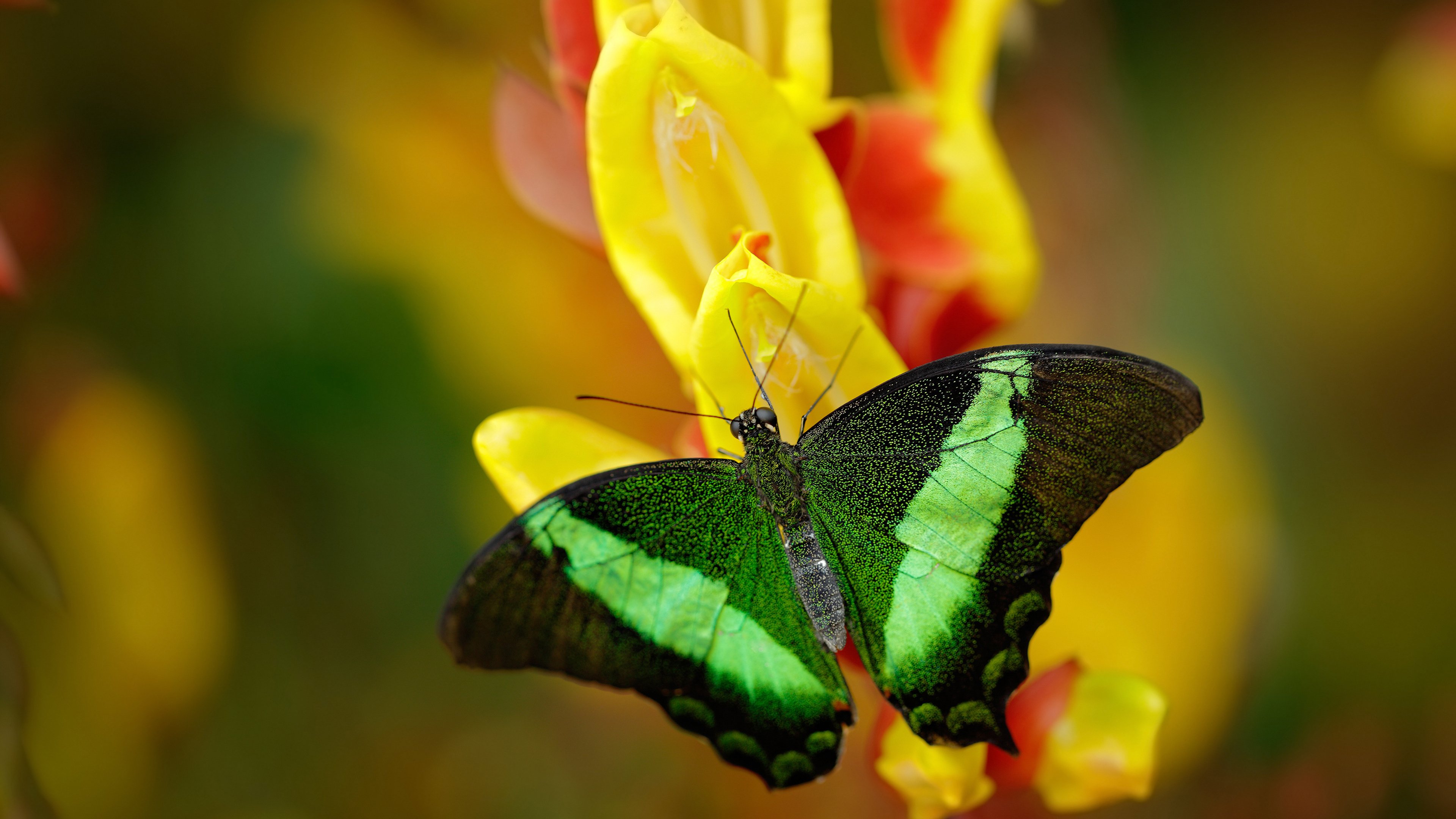 中国女足夺冠崭露头角 进军国际赛场前景看好,中国女足队员获国际足联