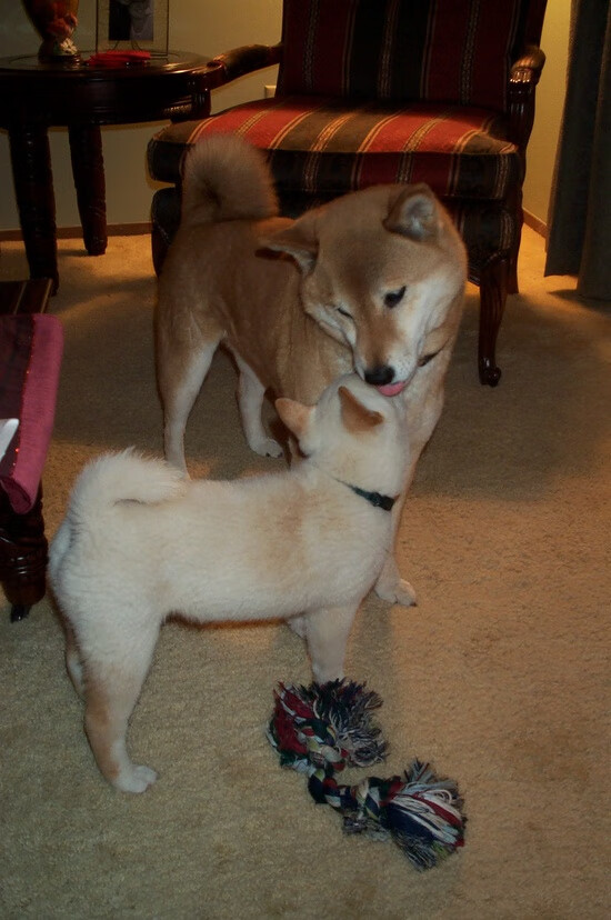 捷克队在欧预赛中展现出色表现,引人注目,捷克队2021