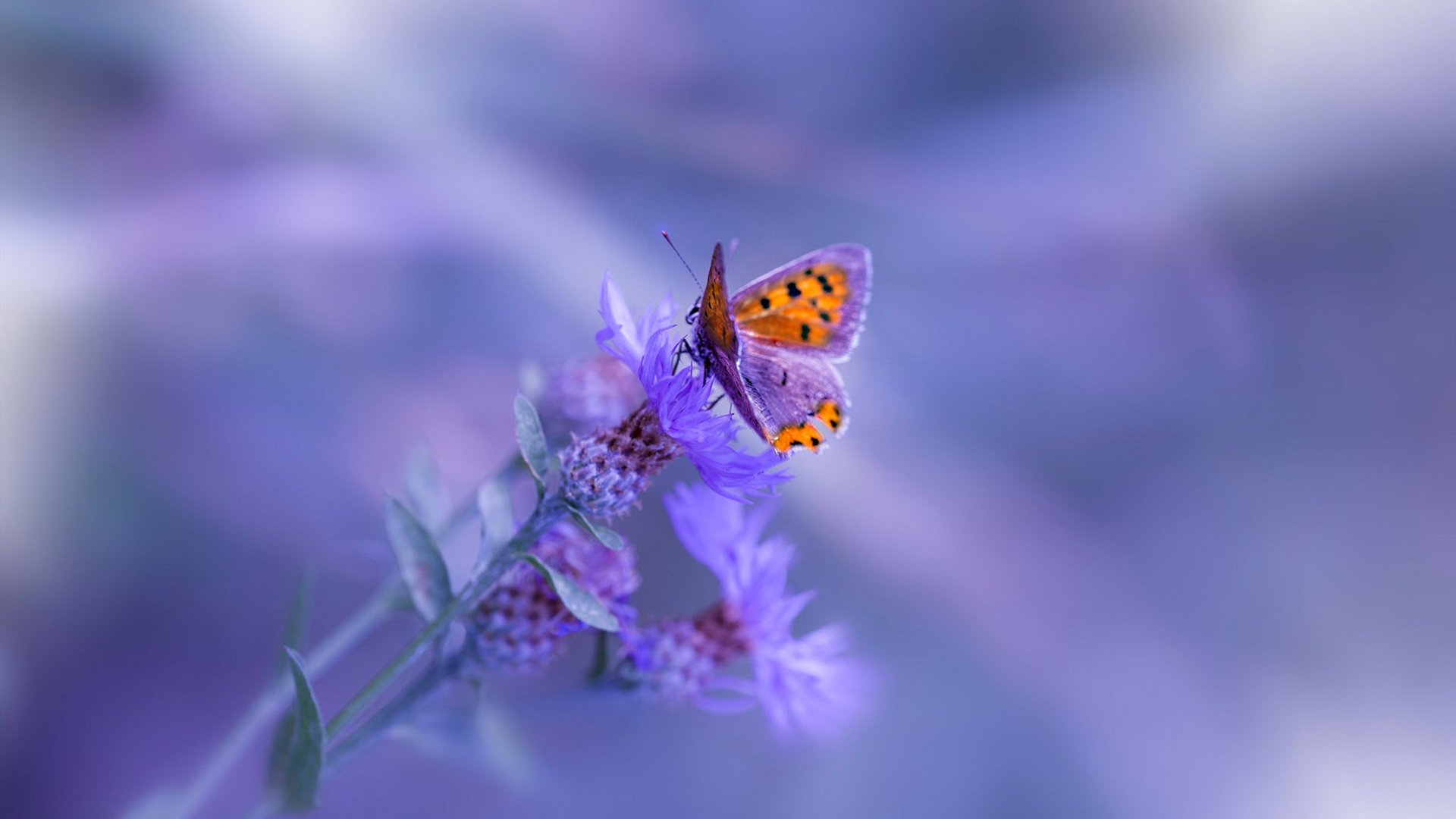 爱游戏电竞官网-纷纷现身赛场，欧洲国家队燃起胜利奋斗之火，欧洲国家队比赛日时间安排