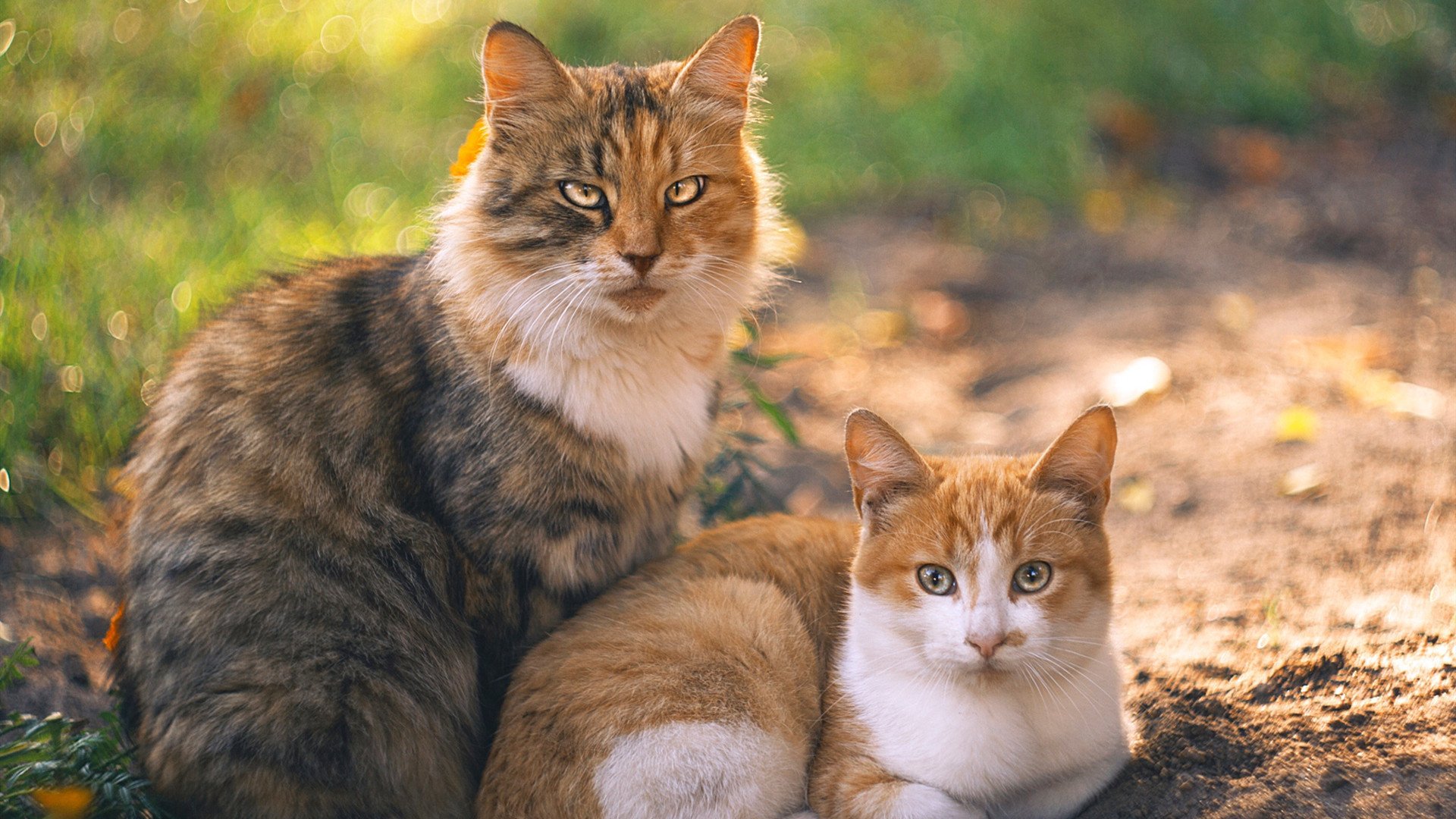 爱游戏体育官方网站-英雄联盟全球赛事引入赛场观众行为管理机制，英雄联盟观众席