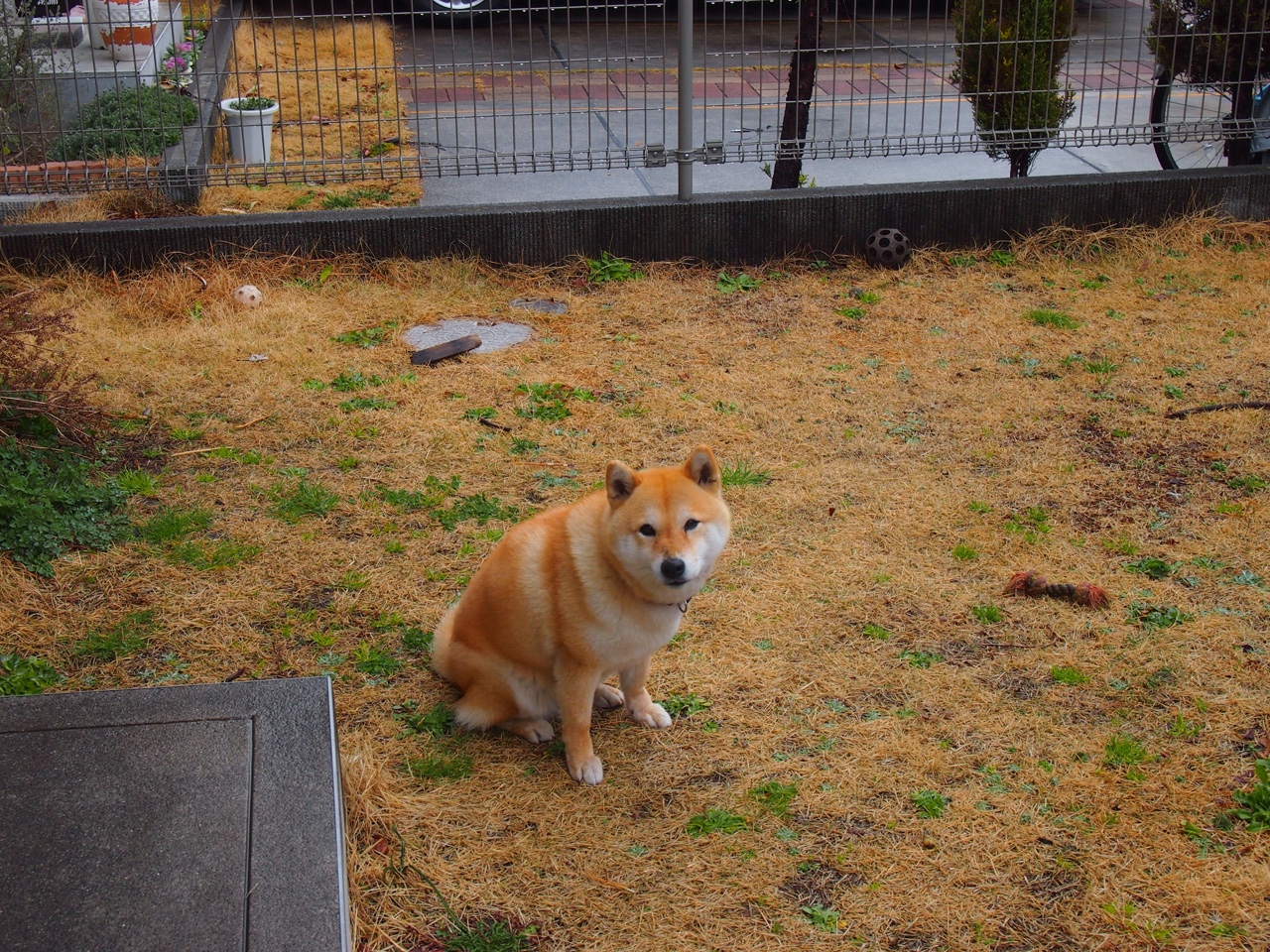 阿森纳3-0诺里奇，进攻端火力全开，阿森纳对诺维奇比分