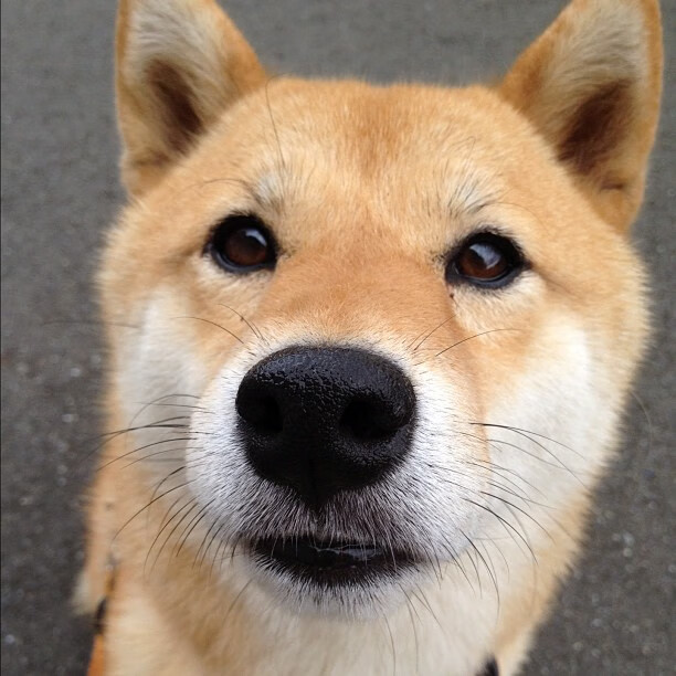 阿森纳中场再次因伤告急，球队命悬一线，阿森纳最近