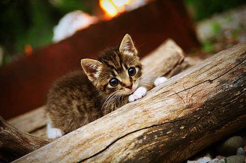 马赛球员入选国家队,马赛足球运动员