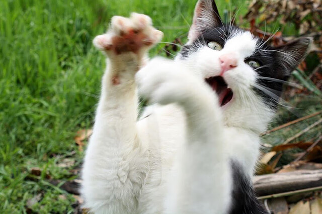 中国足球年度最佳射手数据整理,中国足球队最佳射手