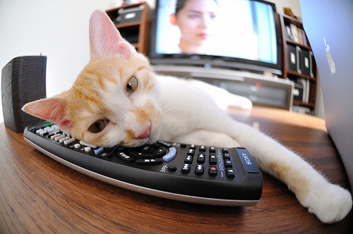 女子柔道亚洲杯中国姑娘再添金牌，2021女子柔道比赛