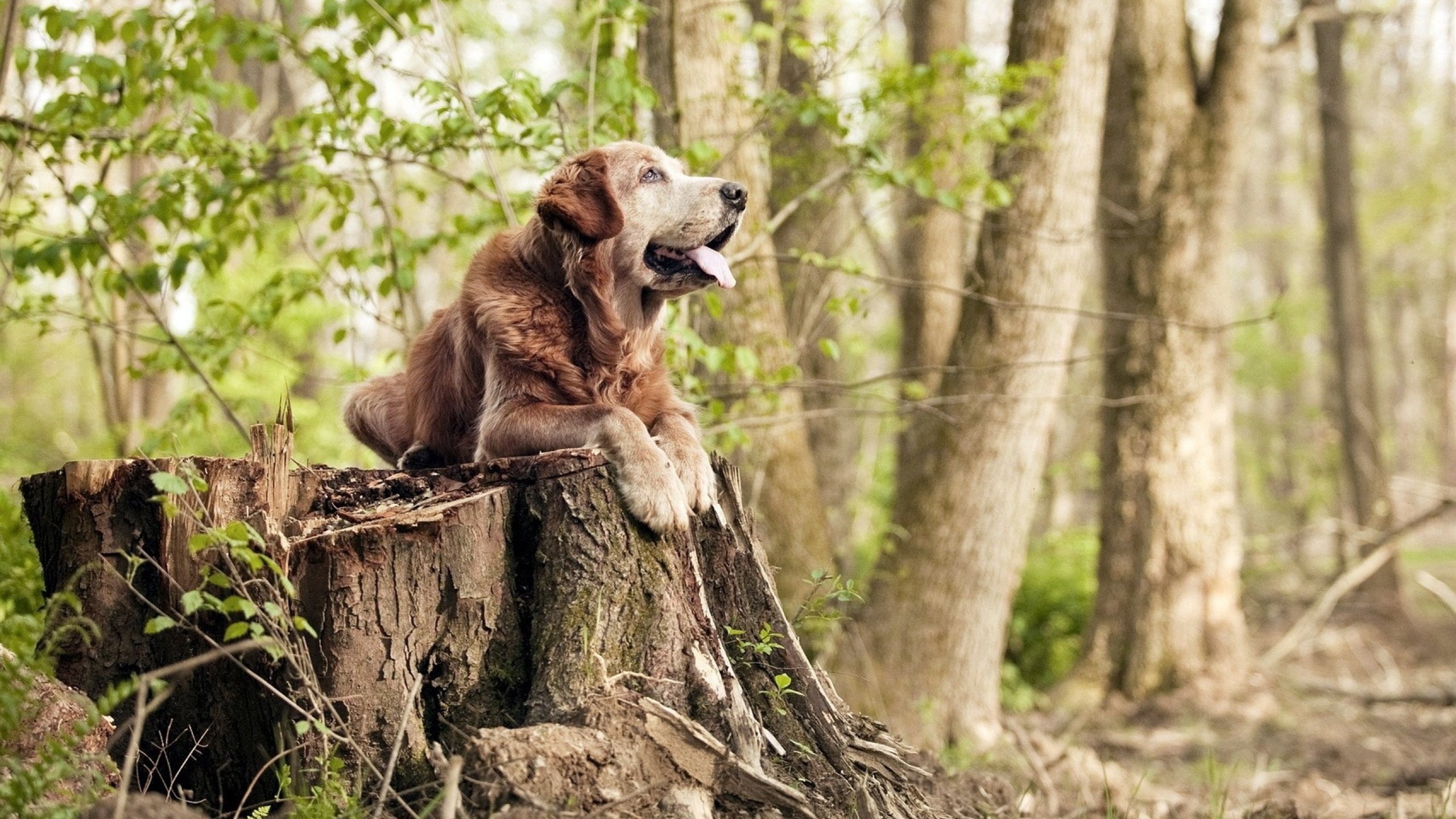 德甲球队战术模拟平台辅助比赛策略调整的应用研究，德甲游戏