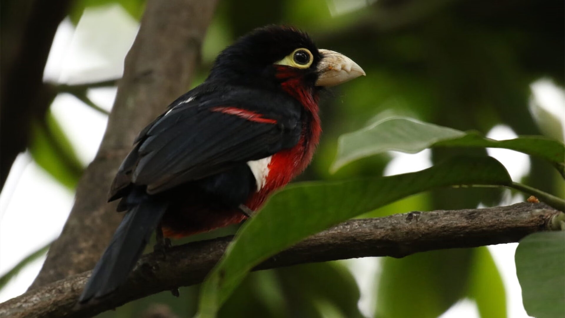 未来科技:虚拟观赛体验增强与沉浸感,未来战场虚拟现实竞技中心