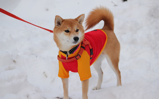 “举重赛事：高新体育中心赛场见证选手不屈的意志与爆发力”