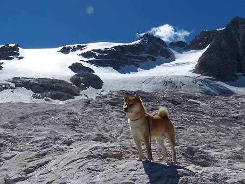 女子200混澳洲双将晋级前四，澳大利亚女子
