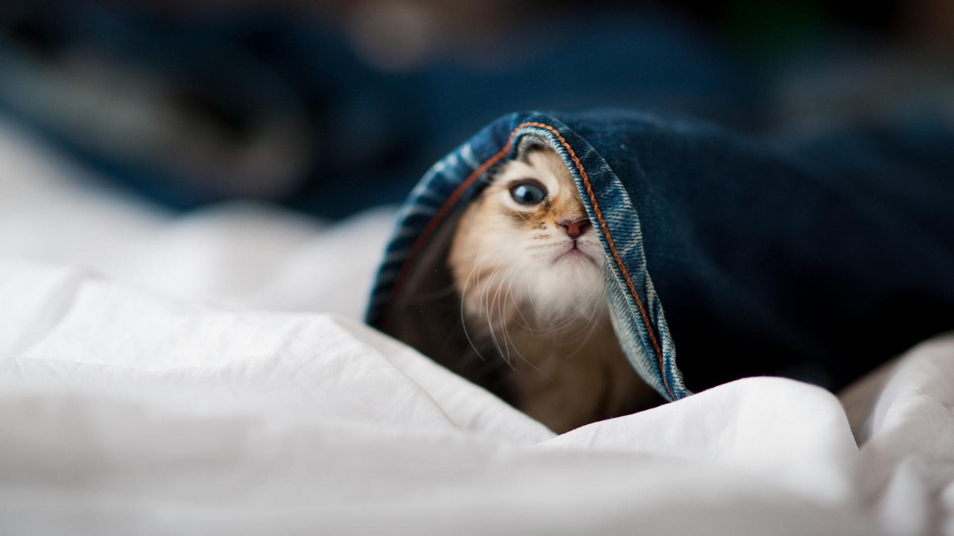 AYX官网-短道速滑名将范可新宣布复出，短道速滑冠军范可新