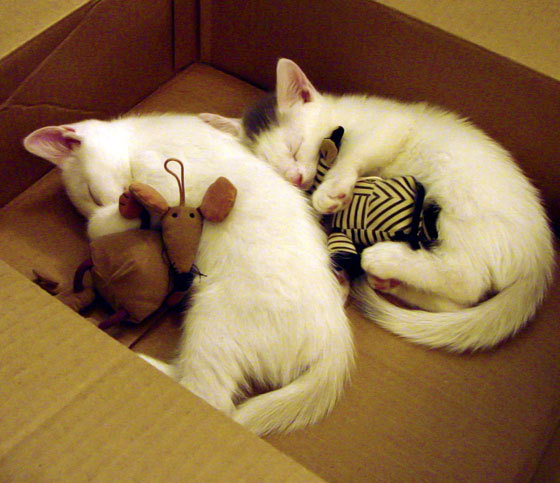 罗马尼亚队在国际乒联混合团体世界杯中的表现与战略，罗马尼亚乒乓球混双排名