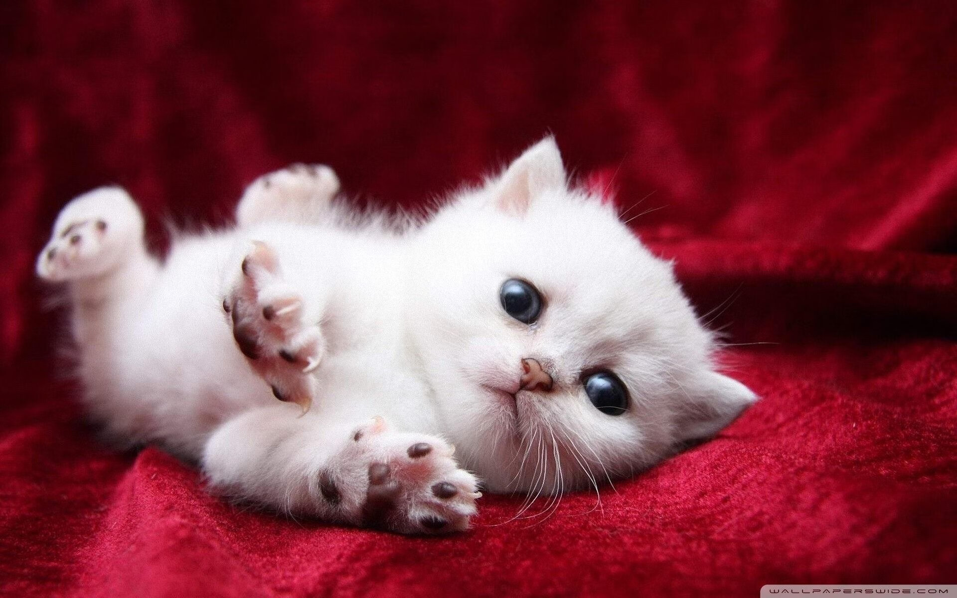 爱游戏官方-美国队未来发展：如何通过培养年轻选手增强国际竞争力，美国队强势项目