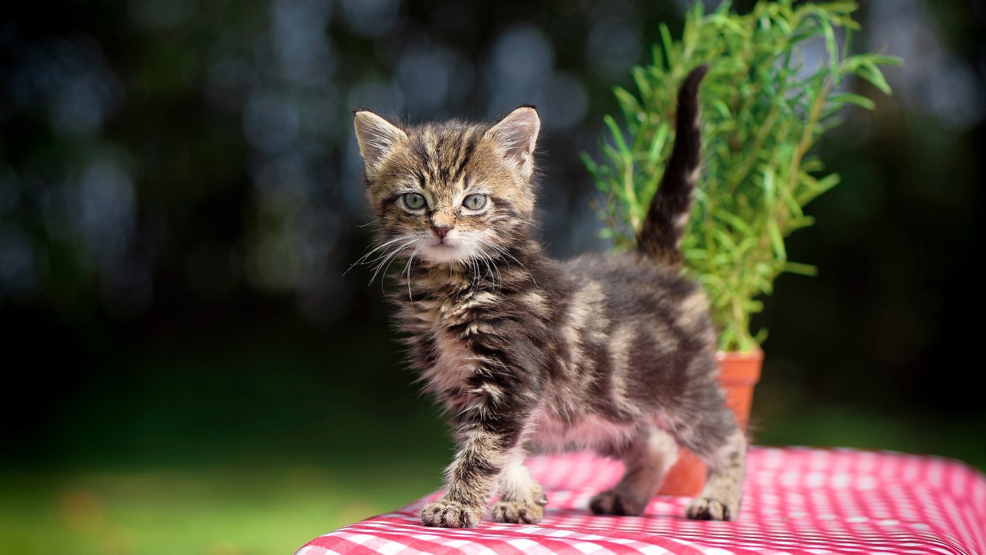 青训体系注重选材与培养结合，青训的重要性