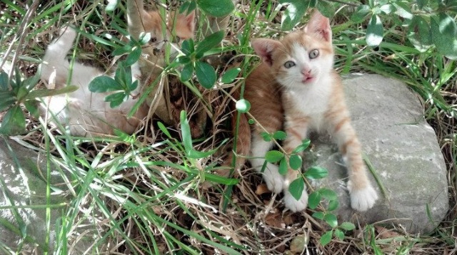 爱游戏电竞官网-青奥会滑板项目中国首获奖牌，奥运会滑板项目金牌